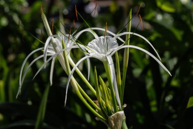 Beyaz Örümcek Zambağı Çiçekleri Tropik Gün Işığı Altında Çiçek Açar
