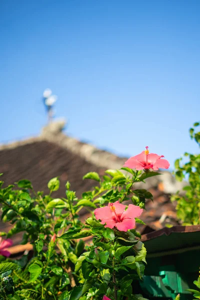 İki Pembe Hibiscus Çiçeği veya Kembang Sepatu Mavi Gökyüzü Arka Grubuyla Tropik Bahçede Açan