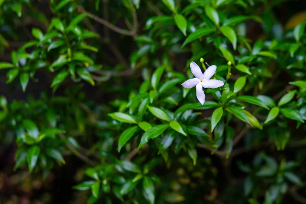 Beyaz Yasemin Çiçeği veya Yeşil Yapraklar Arasında Çiçek açan Bunga Melati