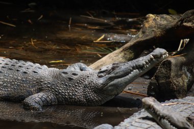Tuzlu su timsahı Ağaç Gövdesi 'nin yanındaki çamurlu suda dinleniyor.