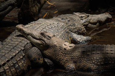Bir grup Tuzlu Su Timsahı Gün Işığı Altında Çamurlu Su Altında Birlikte Dinleniyor