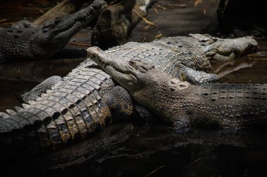 Bir grup Büyük Tuzlu Su Timsahı Sığ Çamurlu Su 'da Birlikte Dinleniyor