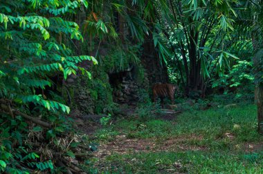 Yoğun Tropikal Ormanda Yürüyen Kaplan