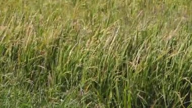 Tropikal tarım arazilerindeki Paddy Bitkilerinin Rüzgarda Sallanan Yeşil Pirinç Tarlası