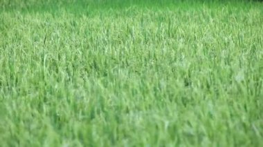 Asya tropik çeltik tarlasında yetişen Taze Yeşil Pirinç Bitkilerinin Geniş Görüş Alanı