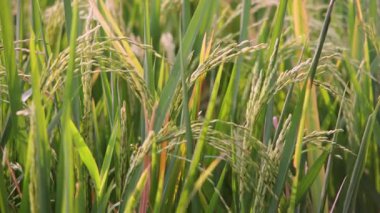Yeşil Pirinç Bitkilerinin Kapanışı Rüzgarda Sallanıyor Bir çeltik tarlasında