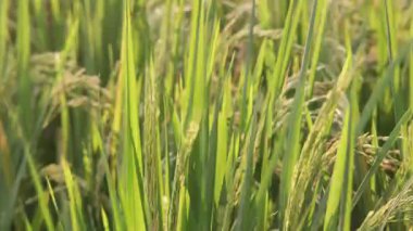 Yeşil Pirinç Bitkileri Bir çeltik tarlasında Gün Batımında Rüzgarda Sallanıyor