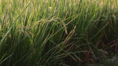 Yeşil Pirinç Bitkileri Rüzgarda Sallanıyor Bir çeltik tarlasında