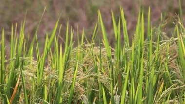 Yeşil Pirinç Bitkileri Çeltik Tarlasında Yavaşça Rüzgarda Sallanıyor