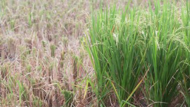Çeltik tarlasında hasat edilen sakalların arasında yeni yeşil pirinç büyüyor