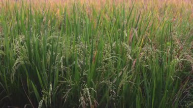 Pirinç Tarlası Hasattan Önce Rüzgarda Esiyor