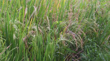 Pirinç fabrikalarını kapatın Hasattan Önce Rüzgarda Esinti