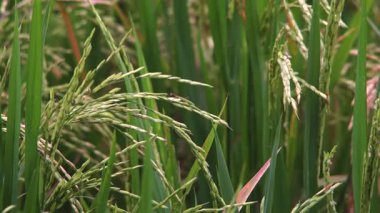 Rice Grains 'e yaklaş Rüzgarda Sallan