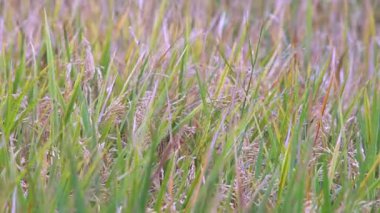 Altın Pirinç Tarlası Rüzgarda Sallanıyor