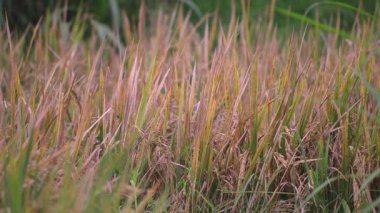 Altın pirinç tarlası Esintide sallanıyor