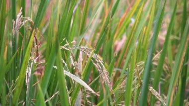 Olgunlaşan Pirinç Bitkilerinin Yaklaşması Rüzgarda Sallanıyor