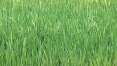 Yeşil Pirinç Tarlası Rüzgarda Esinti