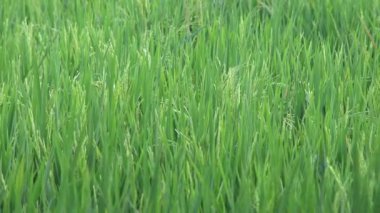 Yeşil Pirinç Tarlası Rüzgarda Esiyor