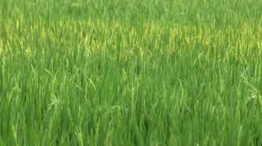 Yeşil Pirinç Tarlası Rüzgarda Esinti