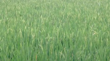 Pirinç Tarlası Esintisi Rüzgarda