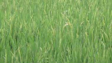 Pirinç Tarlası Esintisi Rüzgarda