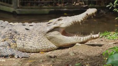 Timsahı Ağzını Aç ile Kapat