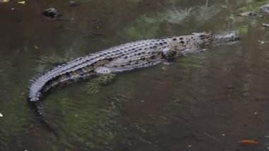 Tam Vücut Timsah Suya Batıyor