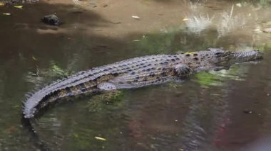 Timsah Sığ Suda Avlanmaya Hazır