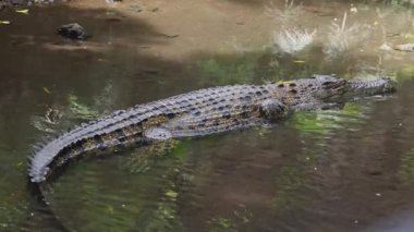 Sığ Suda Timsah Avı