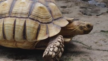 Afrika Mahmuzlu Kaplumbağa Doğal Yaşam Alanında Kum Sahasında Yürüyor