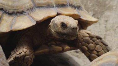 Afrika Mahmuzlu Kaplumbağa Yürüyüşü ve Doğal Yaşam Alanındaki Kameraya Bakış