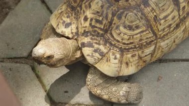 Afrika Mahmuzlu Kaplumbağa Asfaltında Yürüyor