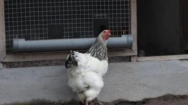 Tam Vücut Işığı Brahma Tavuğu Bir Çiftlikte Şık Yürüyor