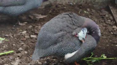 Gine Fowl Yerdeki Tüylerini Temizliyor