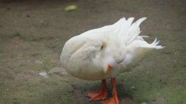 Beyaz Çağrı Ördeği Tüylerini Temizliyor
