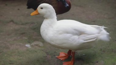 Beyaz Çağrı Ördeği ve Kahverengi Ördek Bir arada