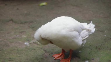 Beyaz Ördek Tüylerini Gösteriyor