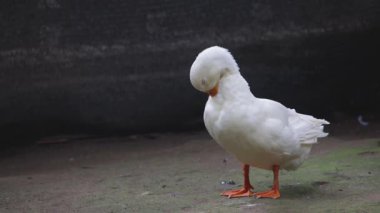 Beyaz Ördek Tüylerini Sahada Gösteriyor