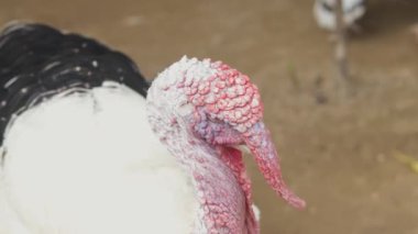 Türkiye 'nin Kafasını Ayrıntılı Kırmızı ve Beyaz Deriyle Kapat