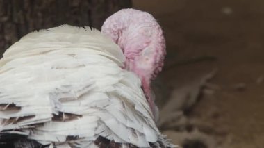 Türkiye Çiftlik Kuşu Preening 'in Gagasıyla Tüyleri Temizliyor