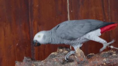 Tahta dalda Afrika Gri Papağanı ve Egzotik Evcil Kuşun Zinciri