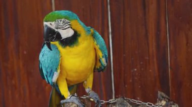 Ahşap Dalda Mavi ve Sarı Papağan. Egzotik Kuşların Zinciri Altında.