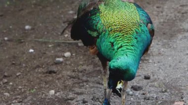 Renkli Tavuskuşu Yerden Yiyecek Arıyor Doğal Yaşam Alanında Tropikal Kuş