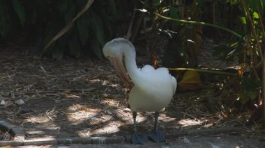 Doğal Yaşam Alanında Beyaz Pelikan Tüyleri
