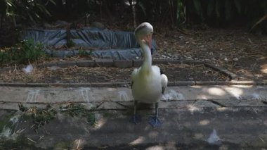 Beyaz Pelikan Tüylerini Gölün Yakınına Temizliyor