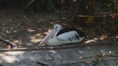 Beyaz Pelikan Sakince Yerde Oturuyor