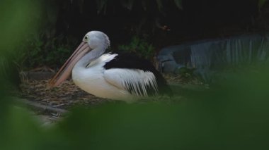 Pelikan Doğal Yaşam Alanında Gagasını Açıyor