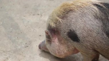 Mini Domuzcuk dışarıda yürüyor ve etrafı kokluyor.