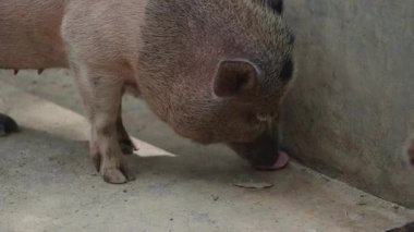 Mini domuz yerde yiyecek arıyor ve kokluyor.