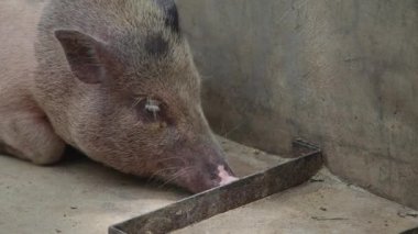 Mini domuz uyanıyor ve toprağı kokluyor.